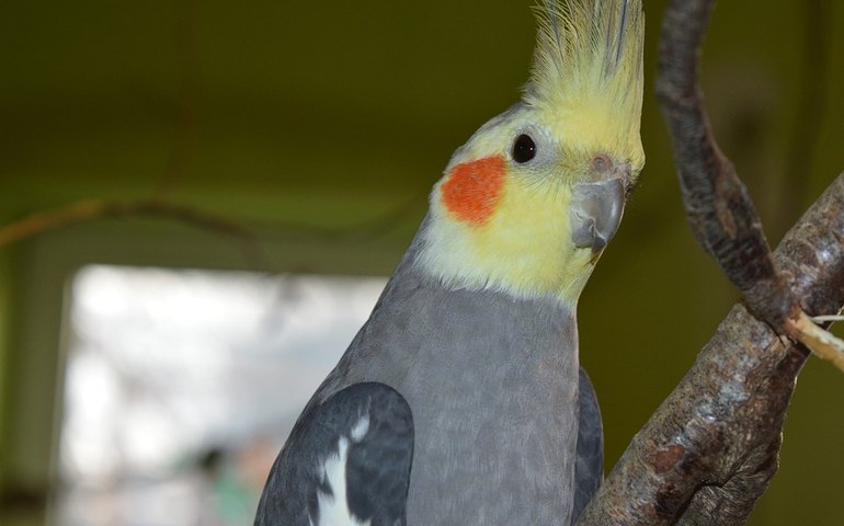 Rações importadas são opções para donos de aves domésticas