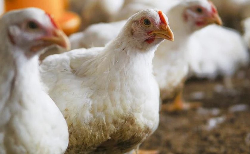 Caso de gripe aviária em ave doméstica é confirmado em Santa Catarina