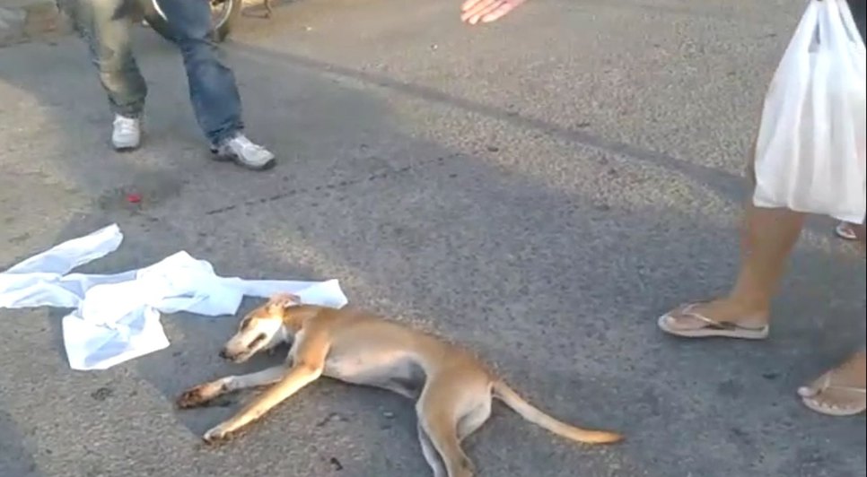 cachorro itabaina / Foto: redes sociais 