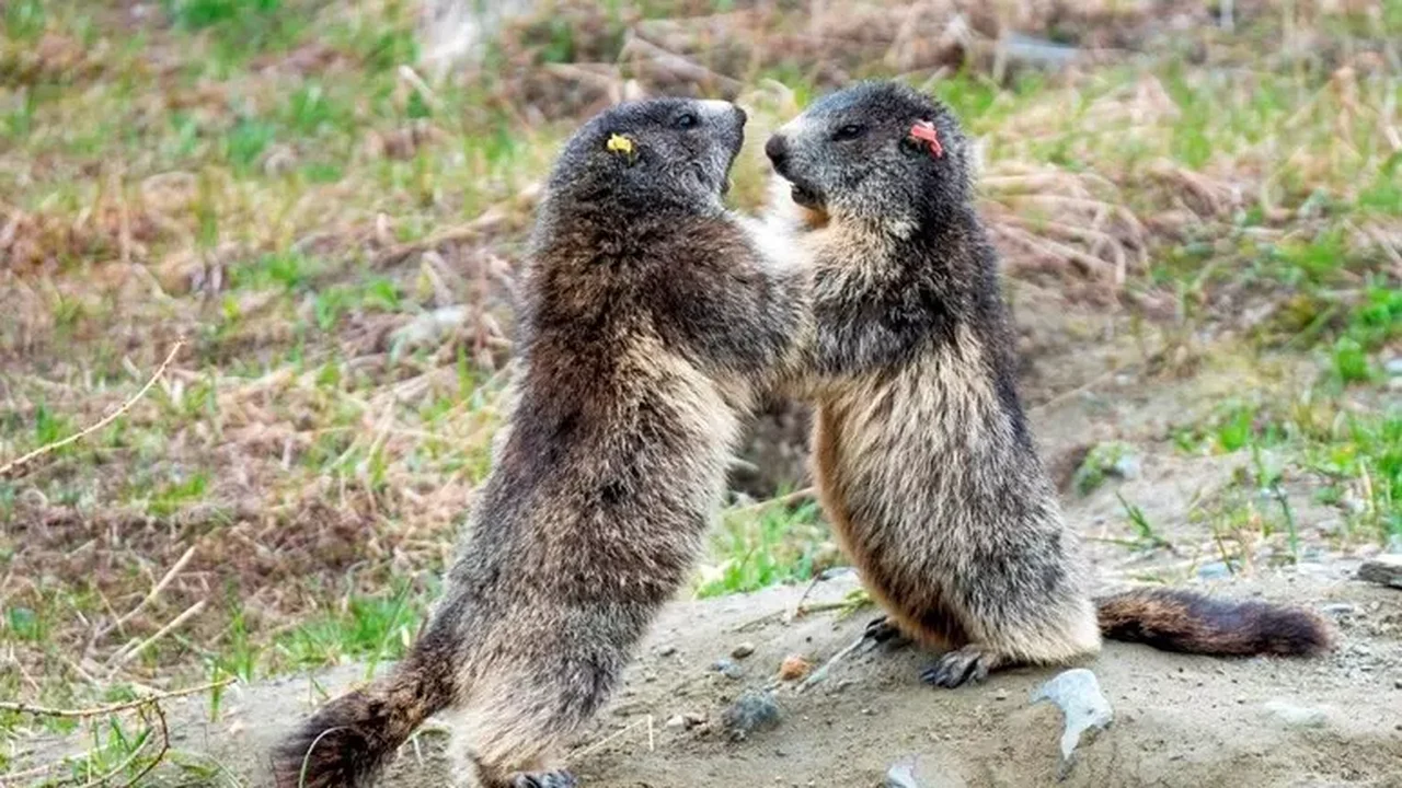 Calor nos Alpes italianos faz marmotas diminuírem 'brincadeiras'