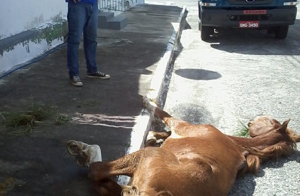 CAVALO ABANDONADO NO BUGIO / Foto: EMSURB