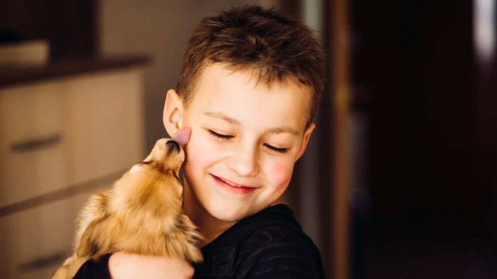 Donos de animais domésticos devem preparar ambiente para a noite de Réveillon