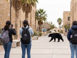 Urso se junta às fileiras de estudantes em universidade no norte do México