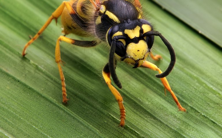 Homem é picado 160 vezes após dezenas de vespas irritadas invadirem sua casa