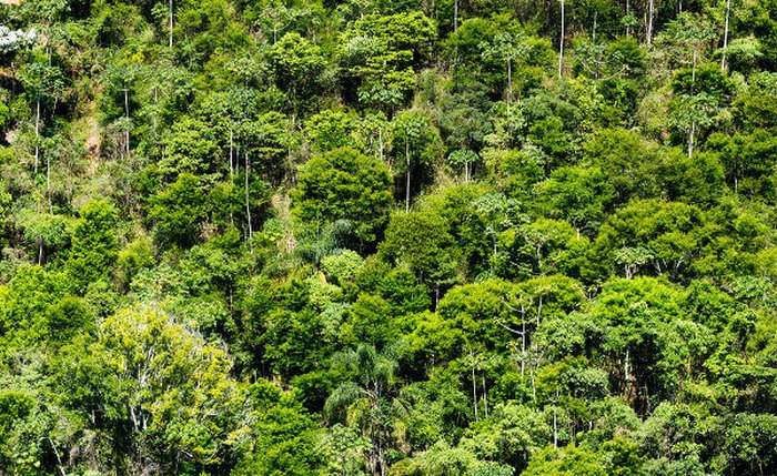 Vegetação de Mata Atlântica