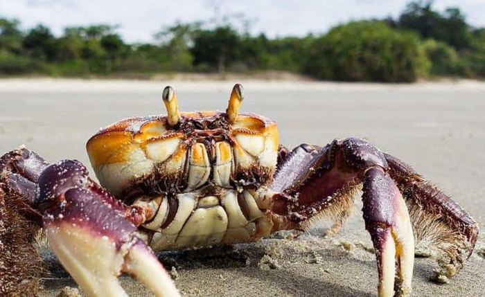 Período de defeso do caranguejo-uçá protege a espécie contra a extinção