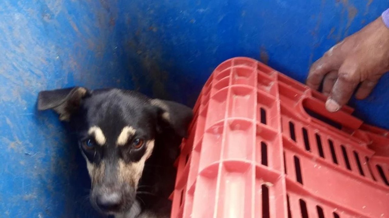 Polícia Civil indicia síndico e zelador de condomínio por maus-tratos a animal