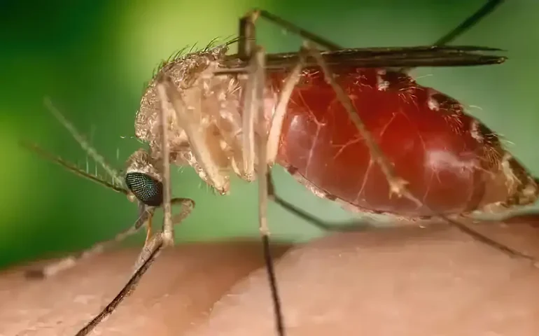 Antes restrita à Amazônia, febre oropouche se espalha pelo país