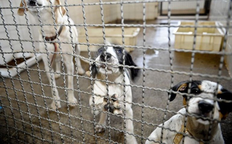 'Crise de identidade': é possível raposa e cachorro reproduzirem um animal híbrido?