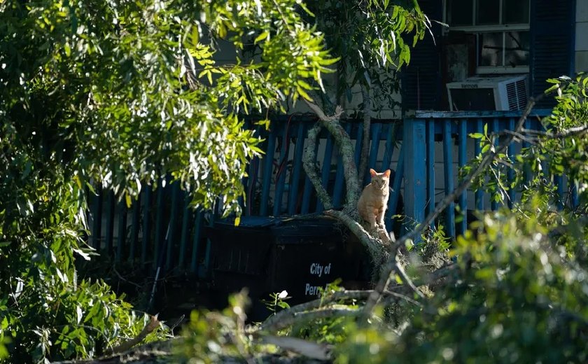 Austrália declara 'guerra a gatos' e estuda liberar caça e eutanásia de felinos