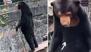 ursos-zoologico-china-pessoas-fantasia-31072023160442967