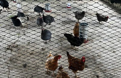 Ufal destaca o cuidado com os animais dos bairros em afundamento