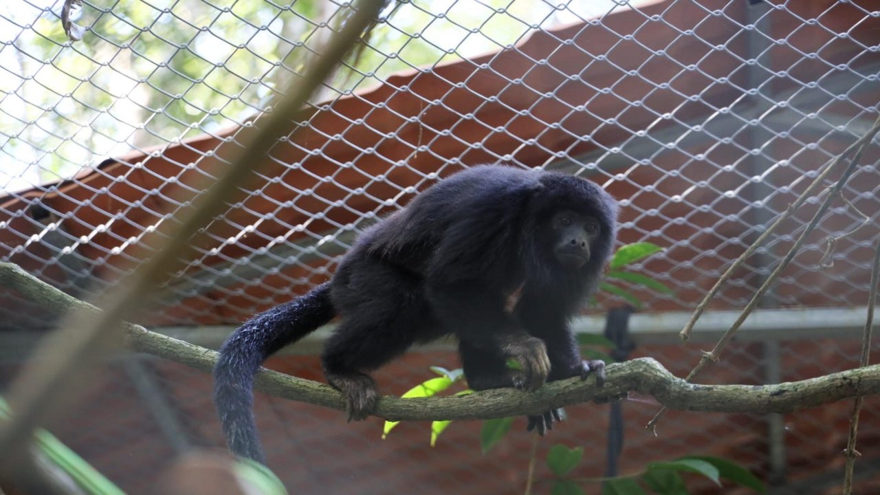 Mordida de macaco? Relatório preliminar aponta causa da morte da atriz turca Ece Irtem, aos 35 anos