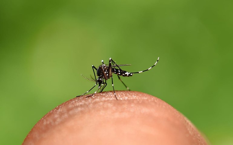 Dia Mundial do Mosquito: SMS reforça cuidados para prevenção de doenças
