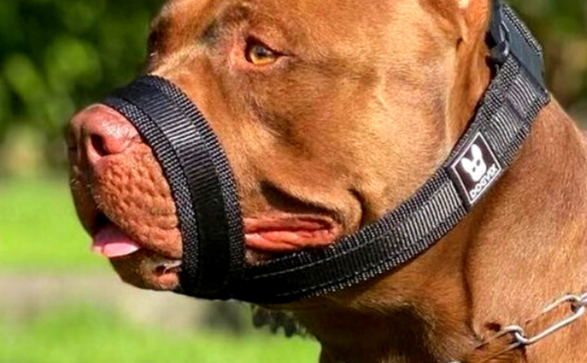 Câmara de Maceió aprova uso obrigatório de focinheira para cães de grande porte ou agressivos