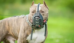 Pitbull de focinheira. Fonte: Internet