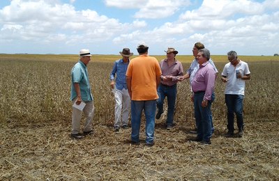 Dia de Campo em Jundiá apresenta pesquisas e colheita de soja