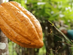 ARQ 1501 - Reprodução TV Aparecida (7).jpg 