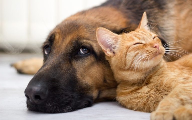 Governo aprova lei que torna crime tatuar e colocar piercings em cães e gatos