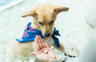 Medicamentos de uso humano: um risco silencioso e potencialmente fatal para cães e gatos