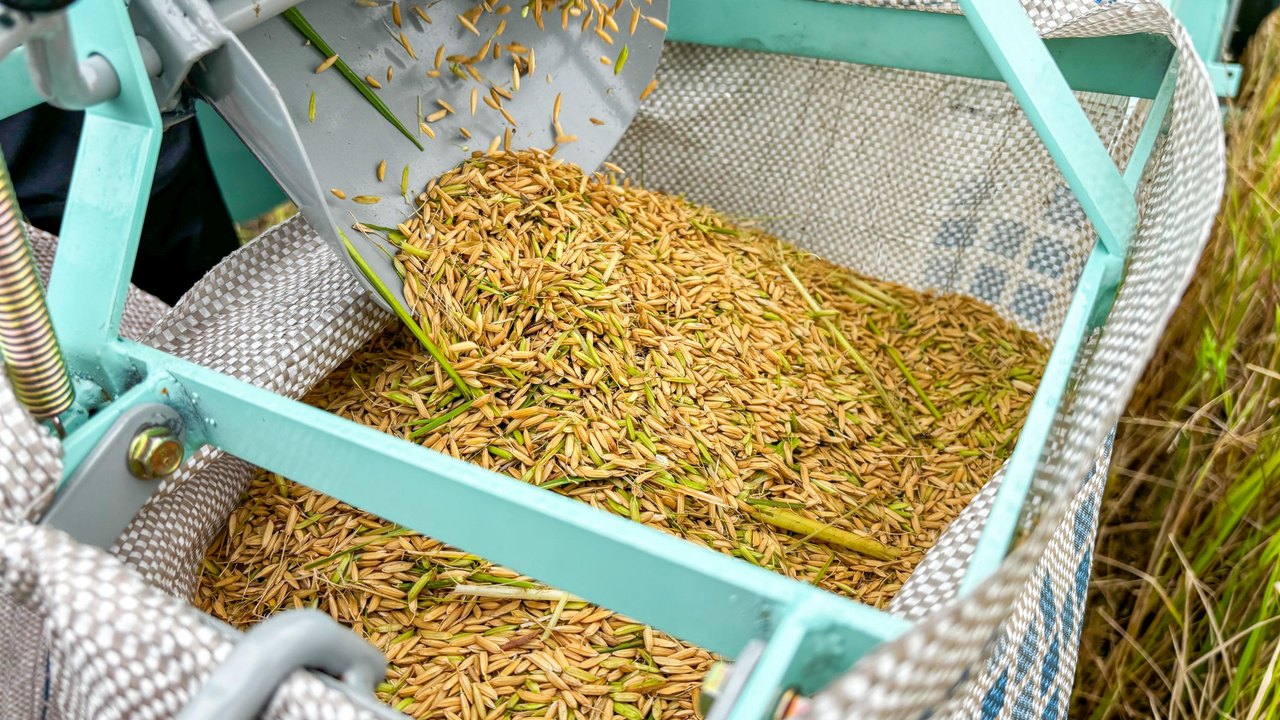 Produção de arroz no Baixo São Francisco alagoano cresce 41% em três anos