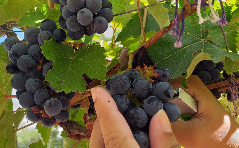 Projeto do Ifal Piranhas produz licores com uvas cultivadas em parreirais da unidade