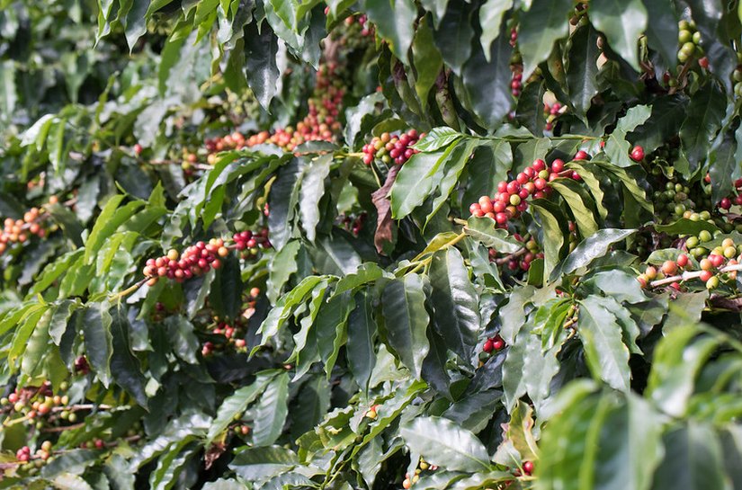Cafeicultura brasileira tem nas algas marinhas uma aliada importante para aumento da produtividade