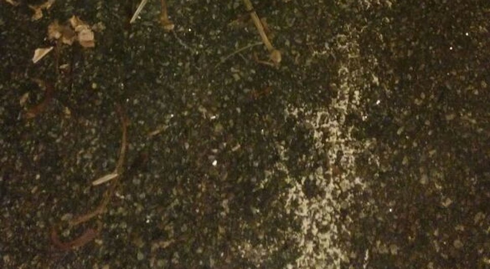 ossada