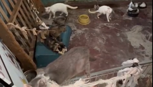 GATOS