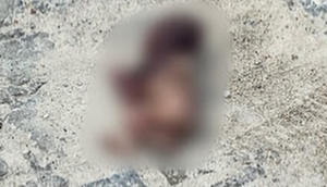 Cachorro encontra feto jogado em saco de lixo no Sul Sergipano