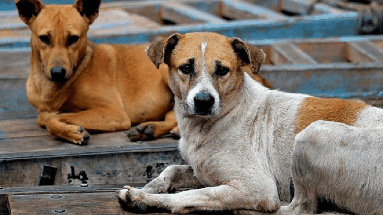 Grupo Defesa Animal em Ação realiza feira de adoção neste sábado