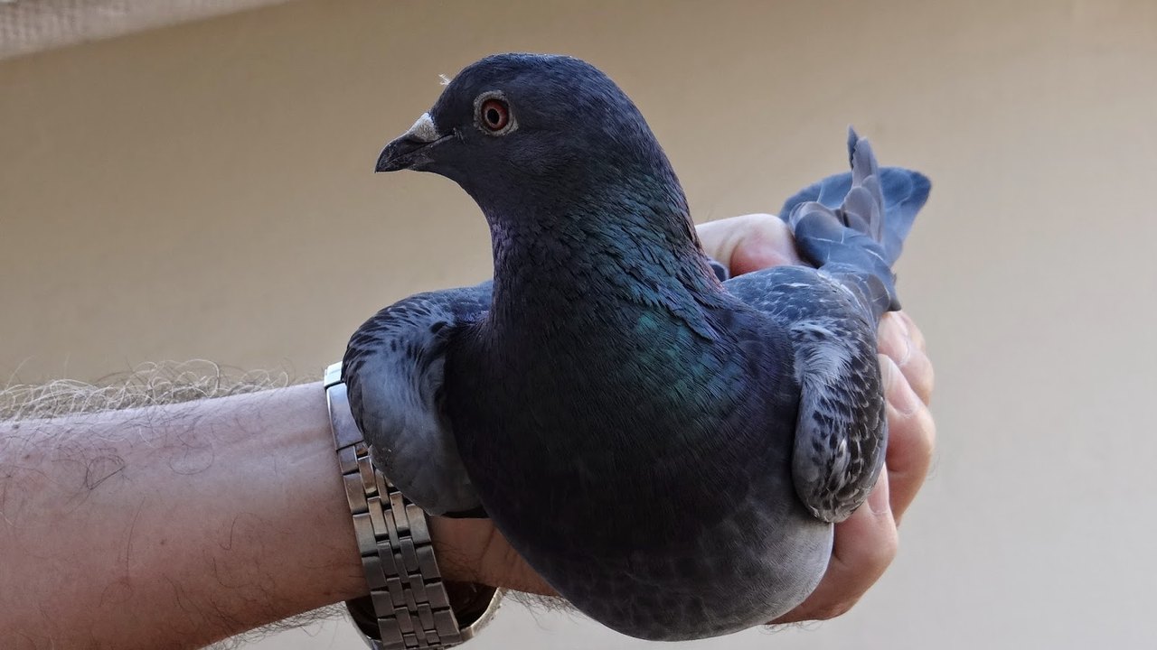 Pombo-correio é vendido por mais de um milhão de euros