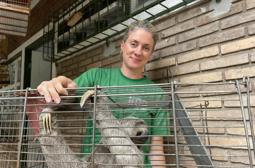 Bicho-preguiça flagrado em ônibus é resgatado e recebe cuidados no Cetas