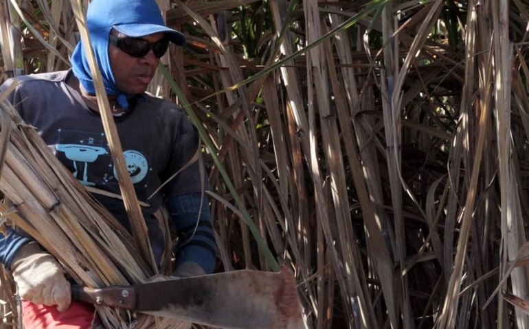 Nordeste inicia safra de cana-de-açucar com boas perspectivas