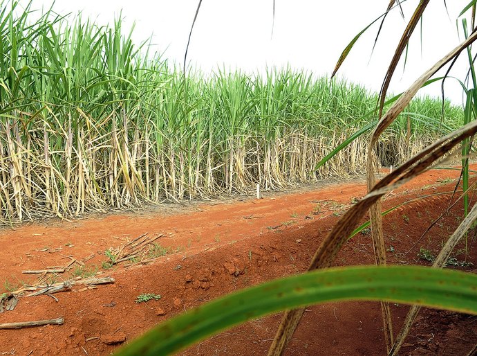 Produção de açúcar no Nordeste deve se recuperar com mais oferta de cana e avanço tecnológico no campo