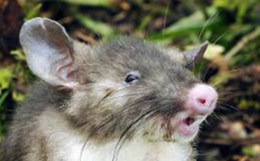 Cientistas descobrem na Indonésia nova espécie de mamífero