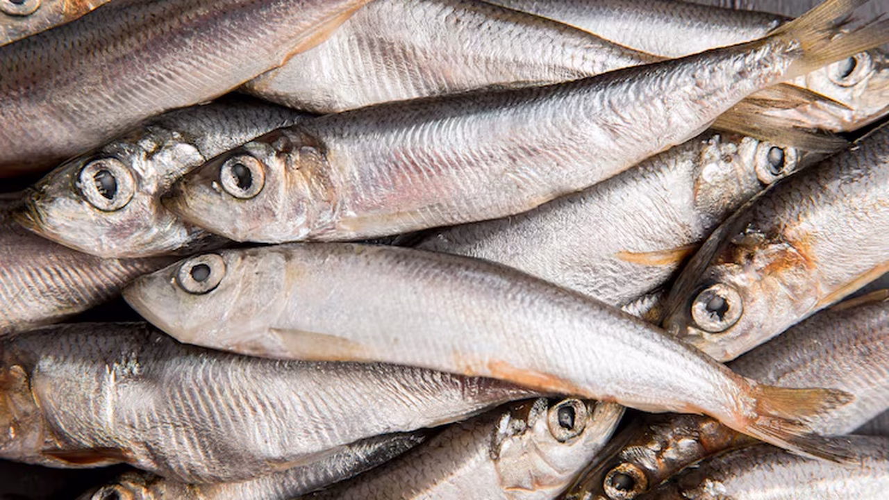 'Tóxico e prejudicial': influenciadora grávida relata quase envenenamento após consumo diário de atum em lata