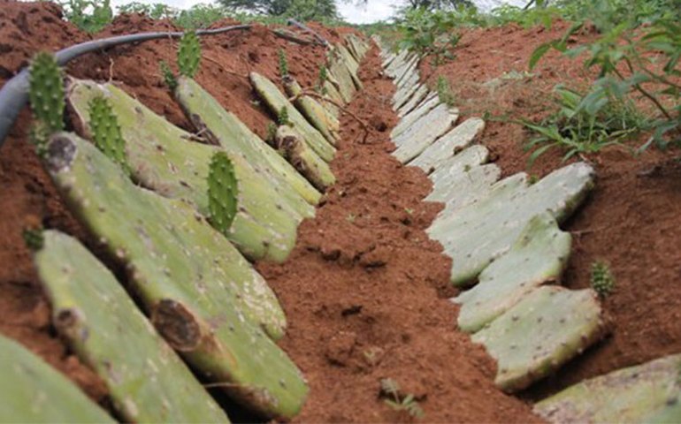 Centro de Atendimento à Mulher é inaugurado em Delmiro Gouveia