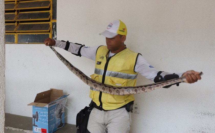 Jiboia é resgatada em Cruz das Almas por agentes do Ronda no Bairro