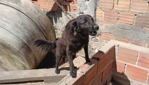 resgate-cachorro-sm