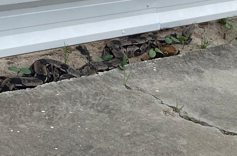 Cobra com mais de dois metros é resgatada pela Polícia Militar em Maceió