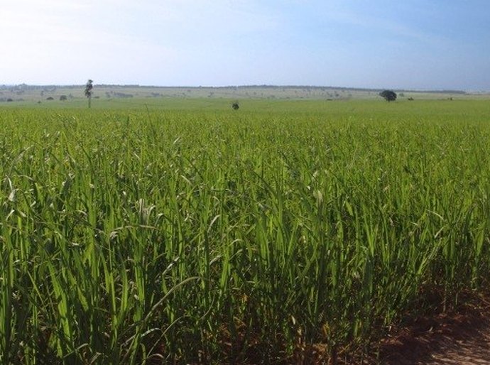 Para produtores, crédito internacional é salvação da indústria da cana em Alagoas