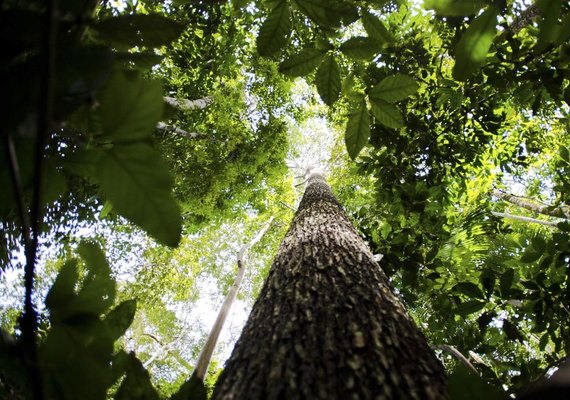 Decreto cria comissão para tratar do plano de economia de baixo carbono