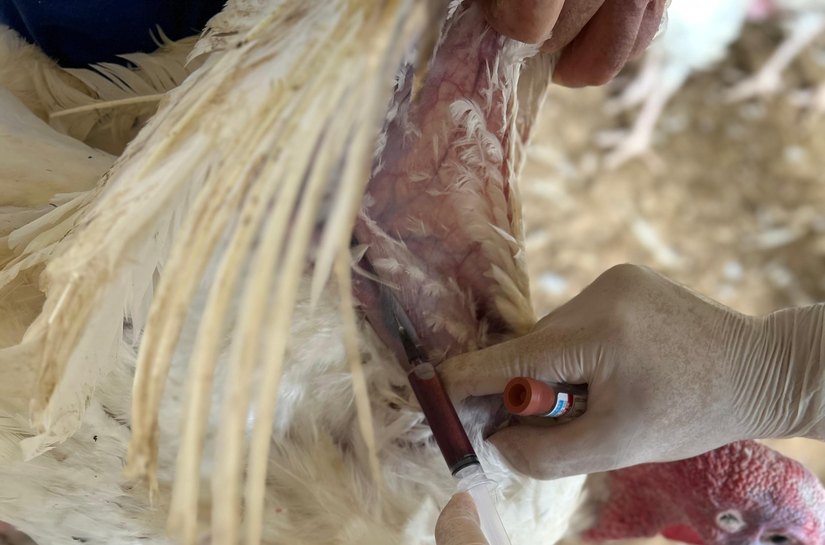 Influenza aviária em granja evidencia necessidade de reforço na fiscalização