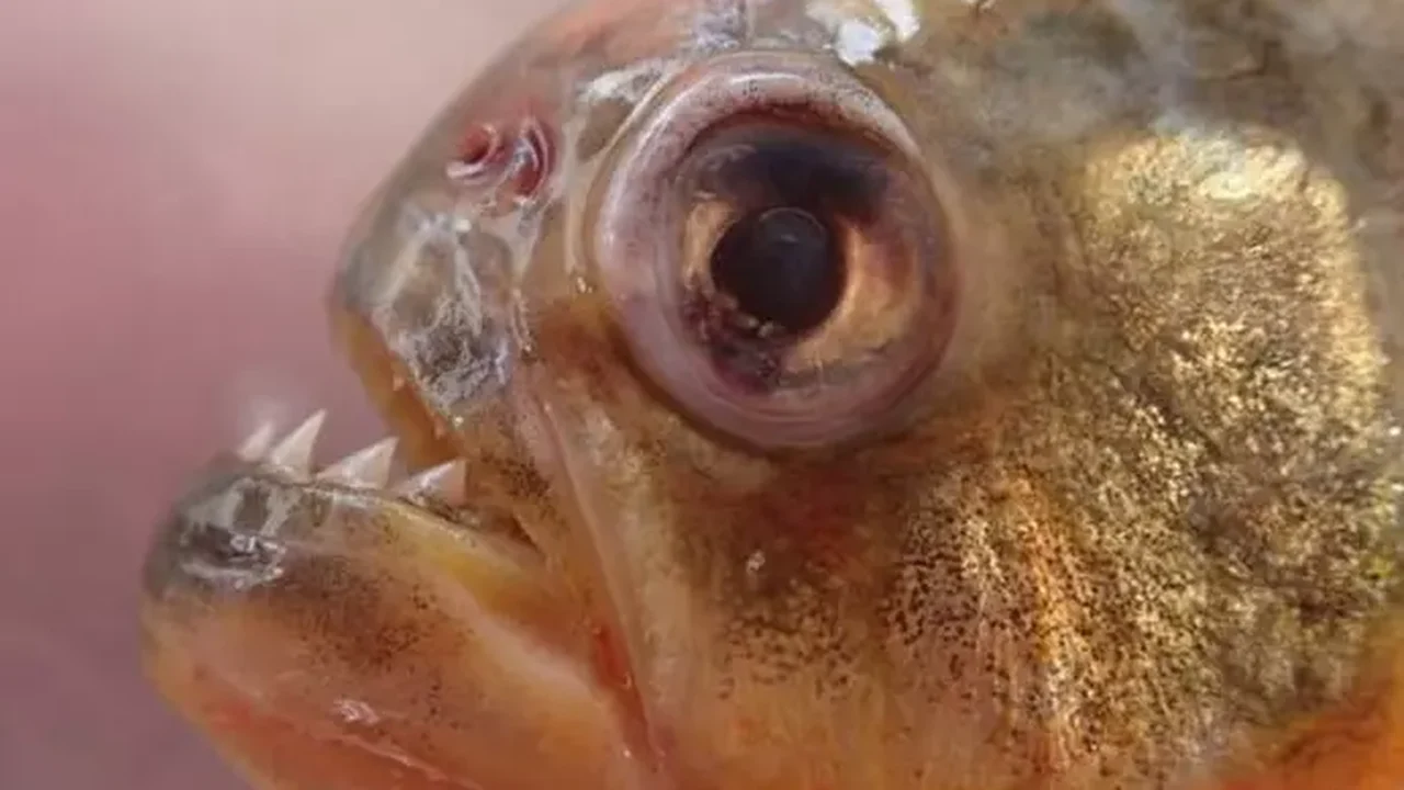 Ataque de piranhas na Argentina deixa mais de 45 feridos