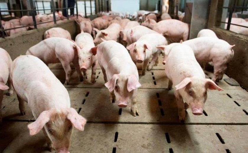 China confirma suspensão de exportação de carne suína de unidades da BRF e da JBS