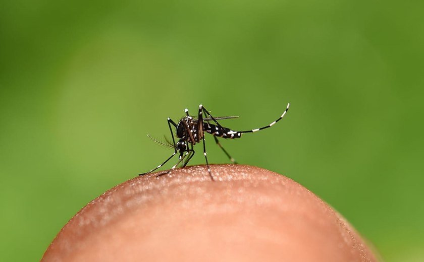 Dia Mundial do Mosquito: SMS reforça cuidados para prevenção de doenças