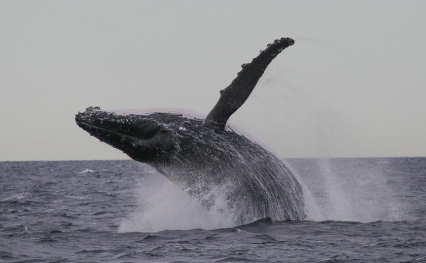 Baleia salta em barco e deixa ao menos 7 feridos na Austrália