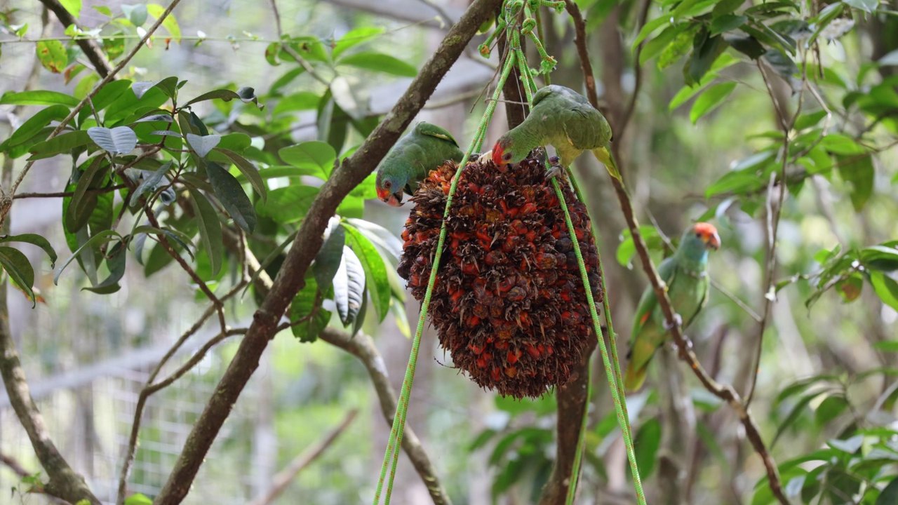 IMA participa de plano para preservação e reintrodução de Papagaio-do-mangue e Papagaio-chauá em Alagoas