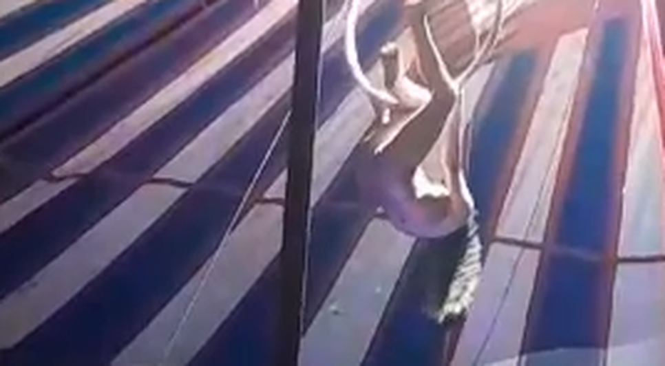 Trapezista despenca e cai no picadeiro durante apresentação circense em Lagarto; VÍDEO